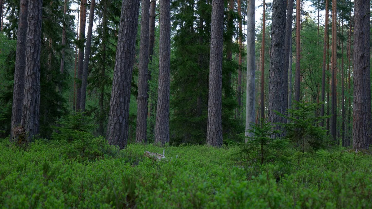 Tranquil evergreen forest with tall, majestic pines and lush greenery.